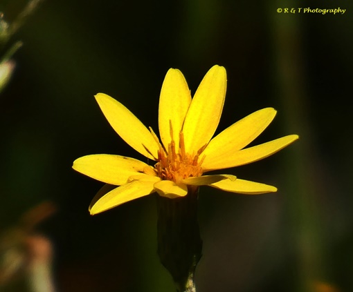 {Pityopsis graminifolia}